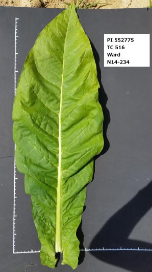 LEAF